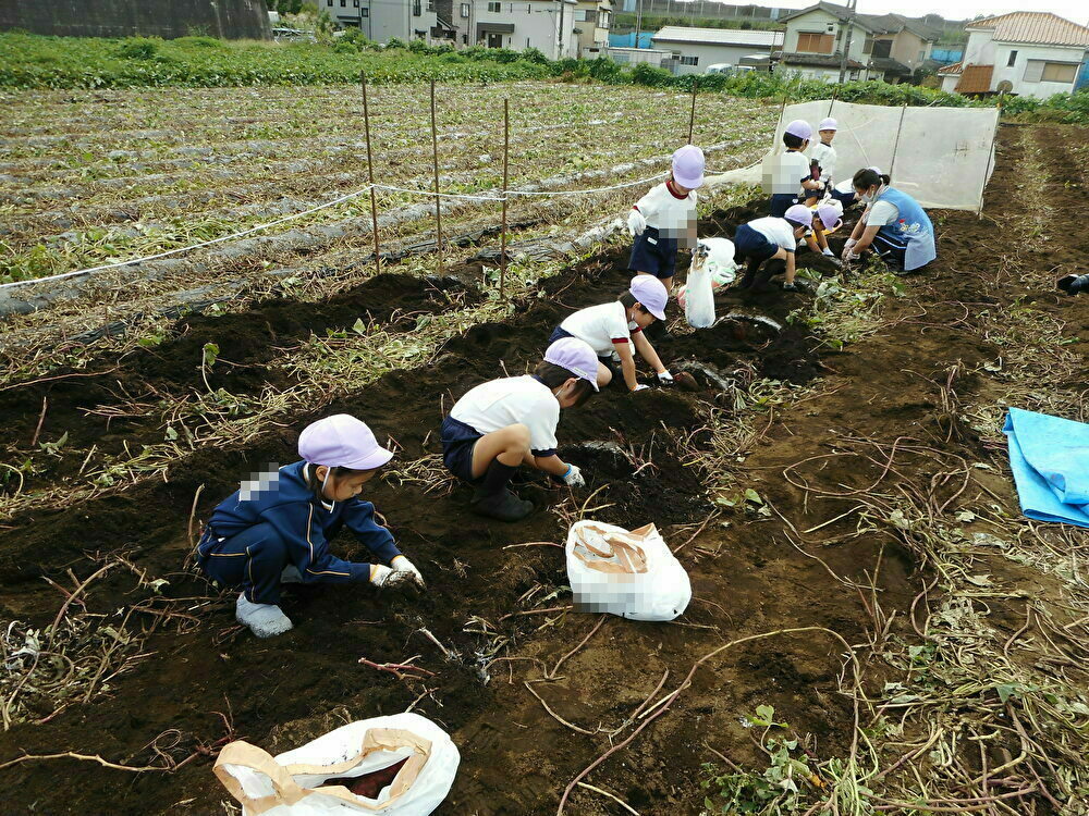 お芋掘り（年少・年中）