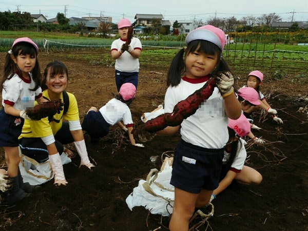 お芋掘り（年長組）